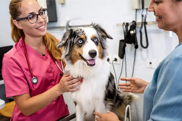 Como identificar doenças silenciosas em pets que você não percebe