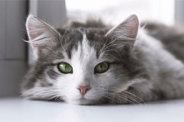O que fazer quando seu Gato começa a marcar território em casa