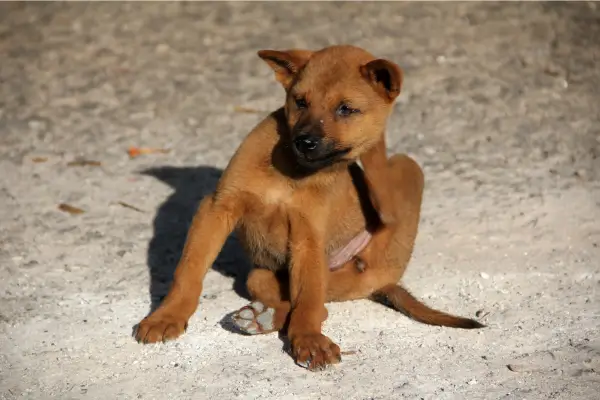 Coleiras antipulgas: Qual a opção mais segura para seu Pet?