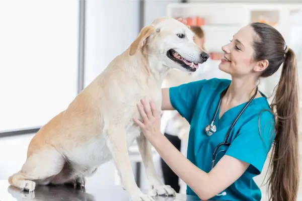 Infecções de ouvido em cães: Sintomas, tratamento e prevenção