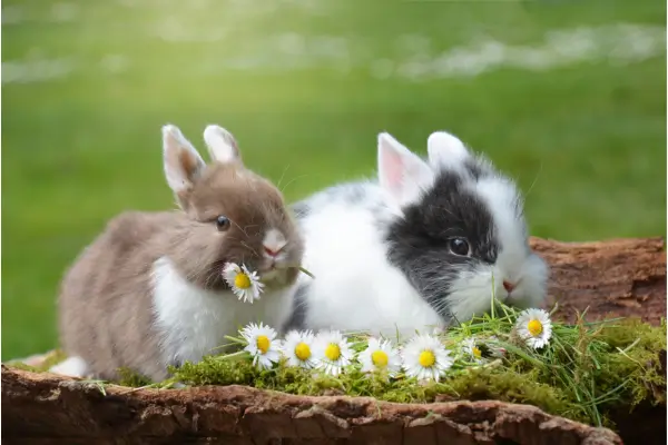 Escovação em Coelhos e por que ela é tão importante