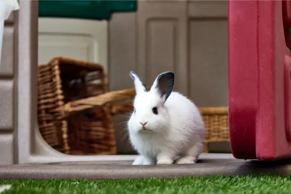 Como corrigir hábitos de coelhos que gostam de morder