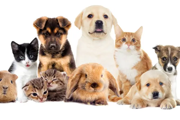 Higiene animal natural e segura para um Pet mais saudável e feliz