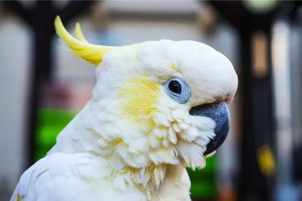 estética de aves domésticas