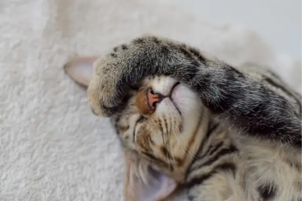 Técnicas de reforço positivo para gatos ansiosos