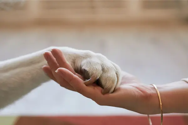 Adoção de animais o gesto que faz diferença no mundo