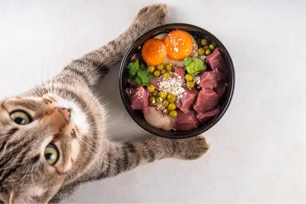 Alimentação natural para cães e gatos o que saber antes de mudar a ração